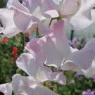 50 Seeds Deborah Devonshire Sweet Pea Seeds For Garden Fresh For Garden