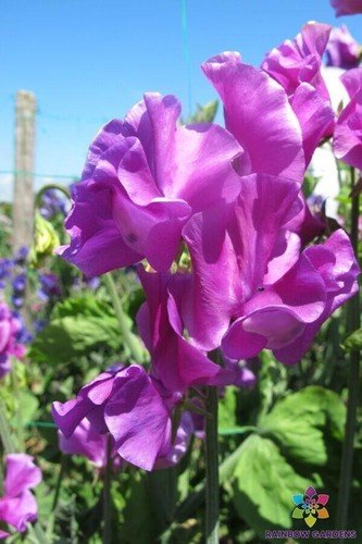 50 Seeds Eclipse Sweet Pea Seeds For Garden Planting Fresh For Garden