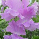 50 Seeds Ethel Grace Sweet Pea Seeds For Garden Planting Fresh For Garden