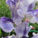 50 Seeds Frances Kate Sweet Pea Seeds For Garden Planting Fresh For Garden