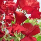 50 Seeds George Mcara Sweet Pea Seeds For Garden Planting Fresh For Garden