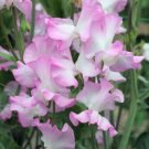 50 Seeds Gwendoline Sweet Pea Seeds For Garden Planting Fresh For Garden