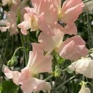 50 Seeds Heaven Scent Sweet Pea Seeds For Garden Planting Fresh For Garden