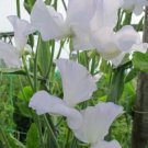 50 Seeds Jack Eveleigh Sweet Pea Seeds For Garden Planting Fresh For Garden