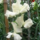 50 Seeds Jilly Sweet Pea Seeds For Garden Planting Fresh For Garden