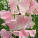 50 Seeds John Gray Sweet Pea Seeds For Garden Planting Fresh For Garden