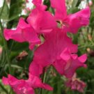 50 Seeds Josie Sweet Pea Seeds For Garden Planting Fresh For Garden