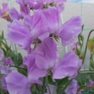 50 Seeds Karen Louise Sweet Pea Seeds For Garden Planting Fresh For Garden