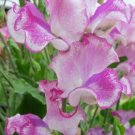 50 Seeds Lady Nicholson Sweet Pea Seeds For Garden Planting Fresh For Garden