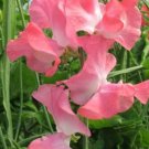 50 Seeds Lizbeth Sweet Pea Seeds For Garden Planting Fresh For Garden