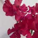 50 Seeds Millennium Sweet Pea Seeds For Garden Planting Fresh For Garden 50 Seeds Millennium Sweet Pea Seeds For Garden Planting Fresh For Garden