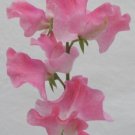 50 Seeds Mrs Bernard Jones Sweet Pea Seeds For Garden Fresh For Garden