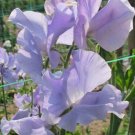 50 Seeds Naomnazareth Sweet Pea Seeds For Garden Planting Fresh For Garden