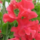 50 Seeds Rosie Sweet Pea Seeds For Garden Planting Fresh For Garden