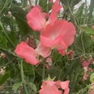 50 Seeds Rowallane Sweet Pea Seeds For Garden Planting Fresh For Garden