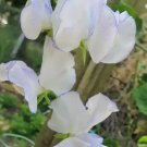 50 Seeds Serendipity Sweet Pea Seeds For Garden Planting Fresh For Garden