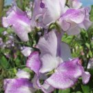 50 Seeds Sir Jimmy Shand Sweet Pea Seeds For Garden Fresh For Garden