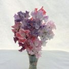 50 Seeds Striped Mixture Sweet Pea Seeds For Garden Planting Fresh For Garden