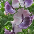 50 Seeds Tom Atherton Sweet Pea Seeds For Garden Planting Fresh For Garden