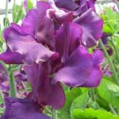 50 Seeds Welcome To Yorkshire Sweet Pea Seeds For Garden Fresh For Garden