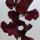 50 Seeds Windsor Sweet Pea Seeds For Garden Planting Fresh For Garden