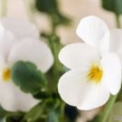200 Seeds Admire Cream Pansy Viola Seeds For Garden Planting Fresh For Garden