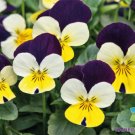 200 Seeds Admire Lemon Purple Wing Pansy Viola Seeds For Garden Fresh For Garden