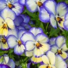 200 Seeds Cool Summer Breeze Pansy Viola Seeds For Garden Fresh For Garden