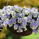200 Seeds Cool Wave Frost Pansy Viola Seeds For Garden Fresh For Garden