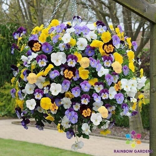 200 Seeds Cool Wave Mix Pansy Viola Seeds For Garden Fresh For Garden