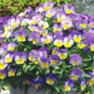 200 Seeds Cool Wave Morpho Pansy Viola Seeds For Garden Fresh For Garden