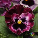 200 Seeds Frizzle Sizzle Raspberry Pansy Viola Seeds For Garden Fresh For Garden