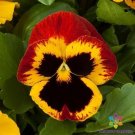 200 Seeds Majestic Giants Fire With Blotch Pansy Viola Seeds Fresh For Garden 200 Seeds Majestic Giants Fire With Blotch Pansy Viola Seeds Fresh For Garden