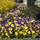 200 Seeds Matrix Morphe Pansy Viola Seeds For Garden Fresh For Garden