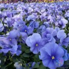 200 Seeds Matrix True Blue Pansy Viola Seeds For Garden Fresh For Garden 200 Seeds Matrix True Blue Pansy Viola Seeds For Garden Fresh For Garden