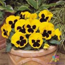 200 Seeds Matrix Yellow Blotch Pansy Viola Seeds For Garden Fresh For Garden