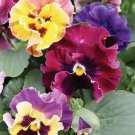 200 Seeds Moulin Rouge Mix Pansy Viola Seeds For Garden Fresh For Garden 200 Seeds Moulin Rouge Mix Pansy Viola Seeds For Garden Fresh For Garden