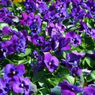 200 Seeds Neon Violet Pansy Viola Seeds For Garden Planting Fresh For Garden