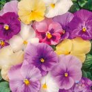 200 Seeds Pastel Mix Pansy Viola Seeds For Garden Planting Fresh For Garden