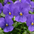 200 Seeds Penny Blue Pansy Viola Seeds For Garden Planting Fresh For Garden 200 Seeds Penny Blue Pansy Viola Seeds For Garden Planting Fresh For Garden