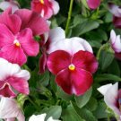 200 Seeds Premier Beacon Rose Pansy Viola Seeds For Garden Fresh For Garden