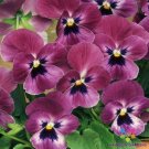 200 Seeds Sorbet Xp Raspberry Pansy Viola Seeds For Garden Fresh For Garden