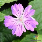 25 Seeds Hexham Feathers Geranium Seeds For Garden Planting Fresh For Garden