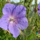 25 Seeds Irish Blue Geranium Seeds For Garden Planting Fresh For Garden
