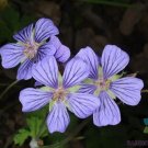 25 Seeds Libangeranium Seeds For Garden Planting Fresh For Garden
