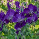 25 Seeds Lily Lovell Geranium Seeds For Garden Planting Fresh For Garden