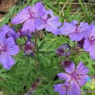25 Seeds Malviflorum Geranium Seeds For Garden Planting Fresh For Garden