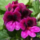 25 Seeds Martha Washington Regal Geranium Seeds For Garden Fresh For Garden 25 Seeds Martha Washington Regal Geranium Seeds For Garden Fresh For Garden