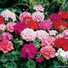 25 Seeds Maverick Mix Geranium Seeds For Garden Planting Fresh For Garden