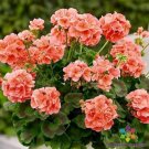 25 Seeds Patriot Salmon Geranium Seeds For Garden Planting Fresh For Garden